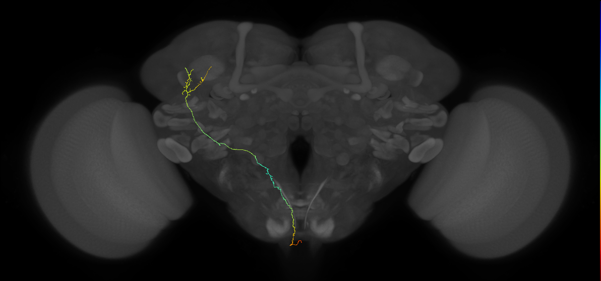 adult ascending superior lateral protocerebrum gustatory projection neuron