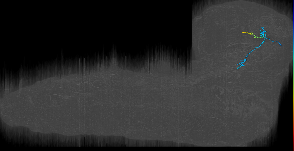 larval gut internal state projection neuron
