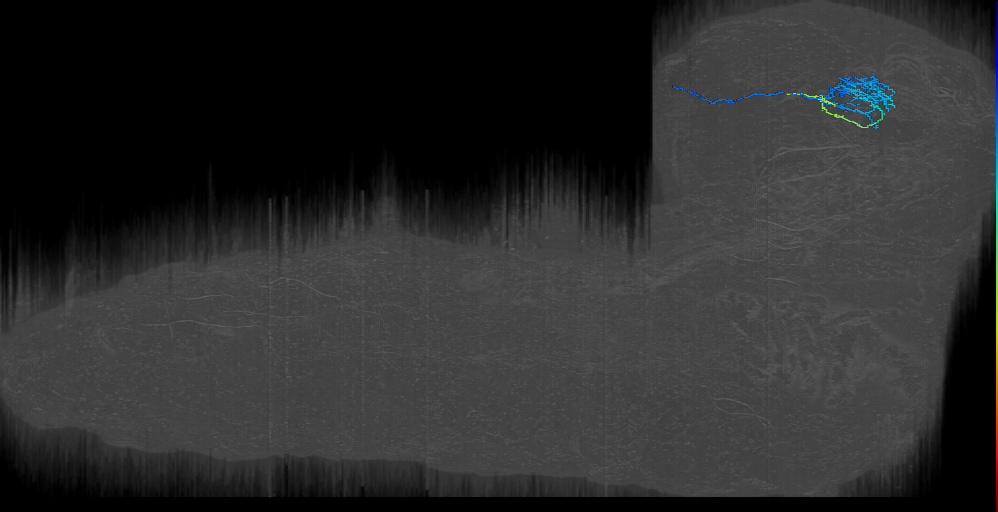 larval mechanosensory multidendritic projection neuron