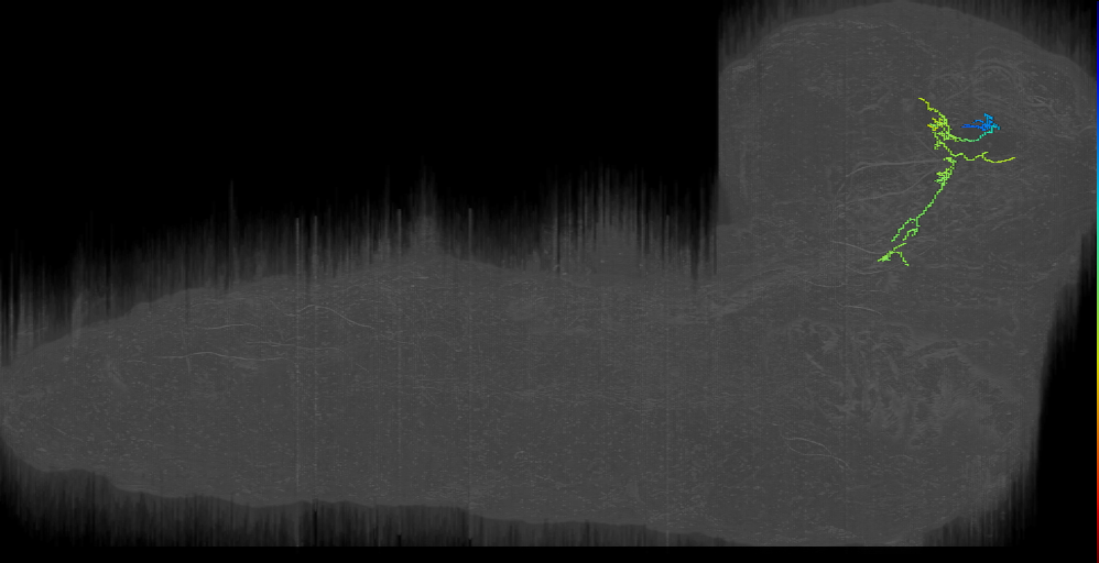 larval gut internal state projection neuron