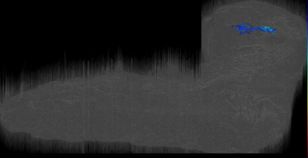 larval lateral horn neuron
