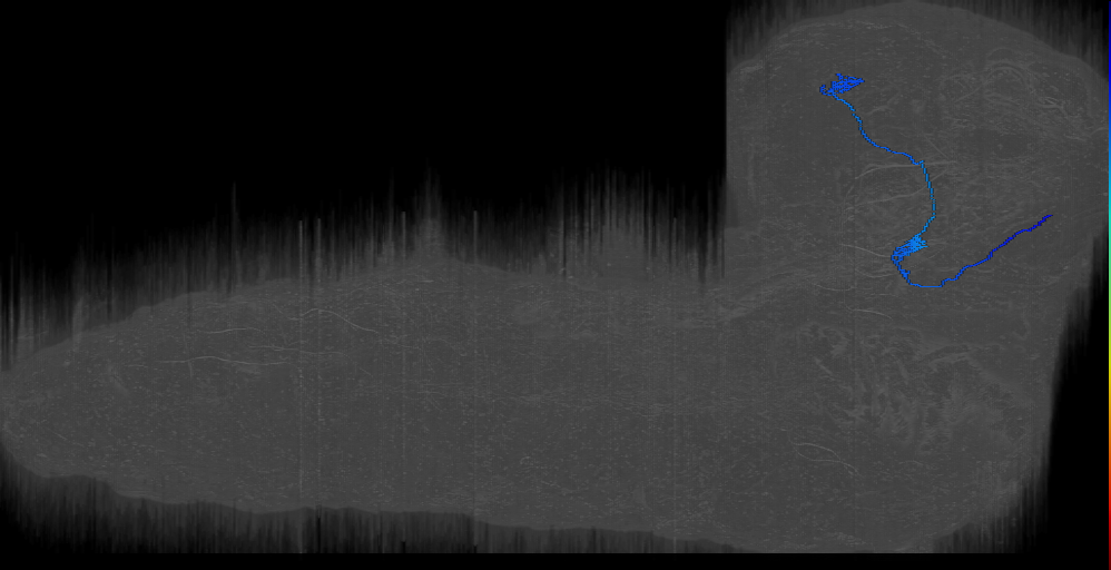 larval thermosensory projection neuron