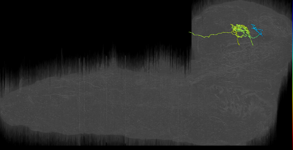 larval mechanosensory multidendritic projection neuron