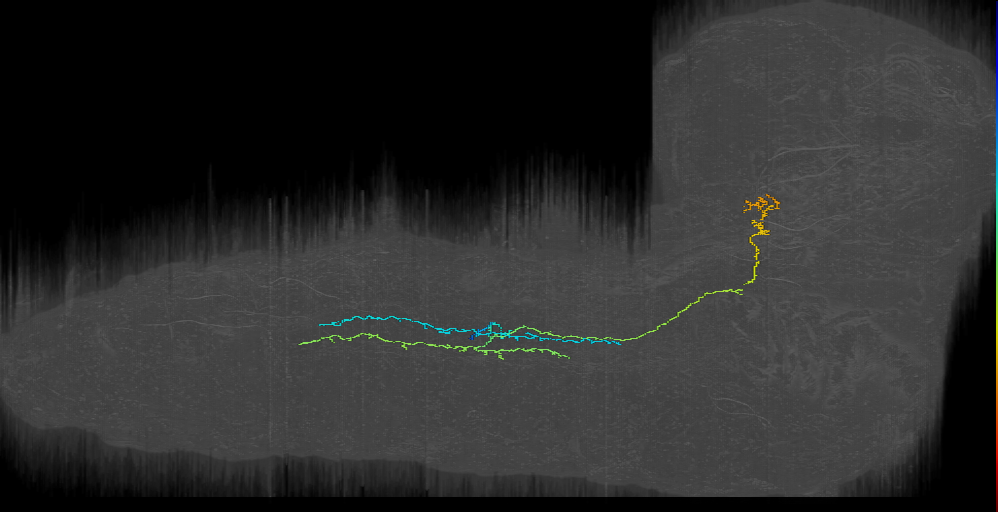larval A08j1 neuron