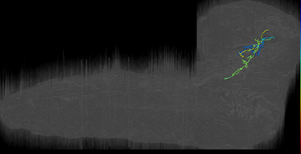 larval respiratory state projection neuron