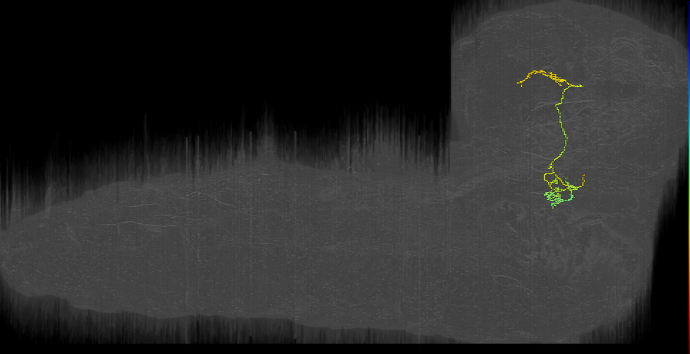 larval pharyngeal gustatory projection neuron