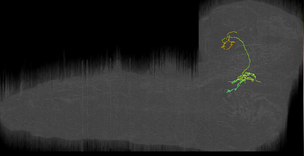 larval external gustatory projection neuron