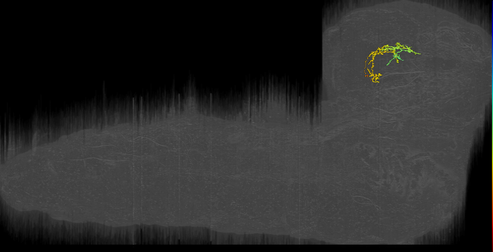 larval lateral horn neuron
