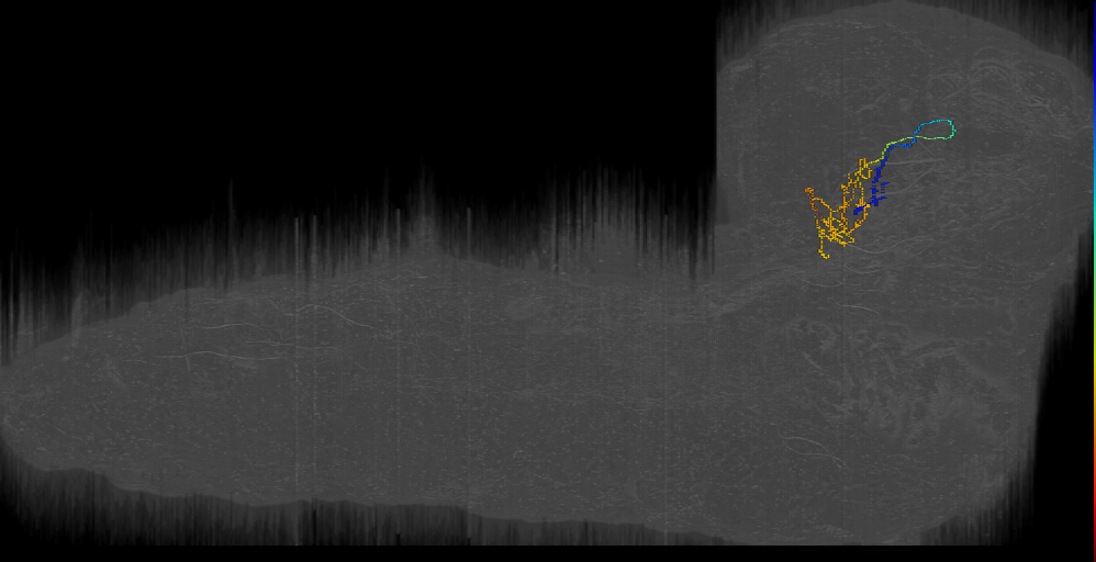 mechanosensory projection neuron