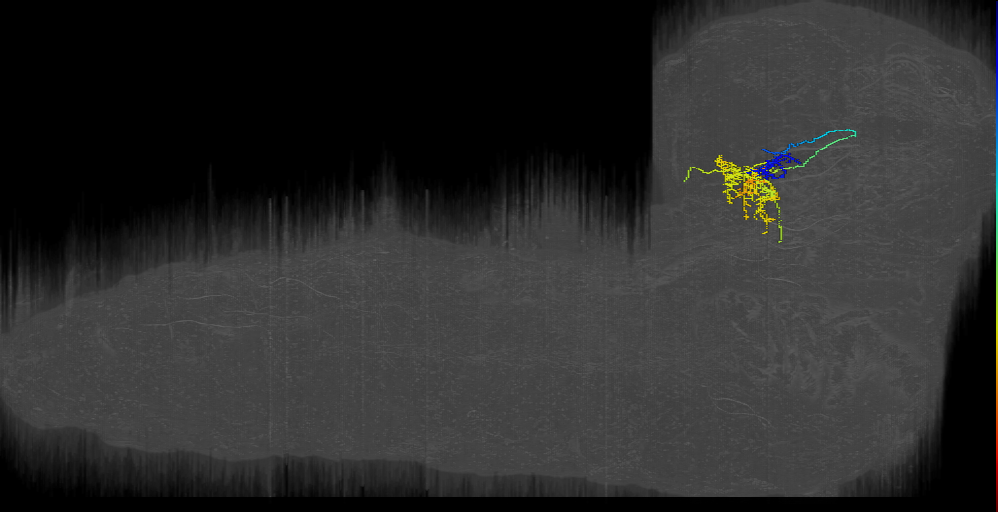 larval nociceptive projection neuron