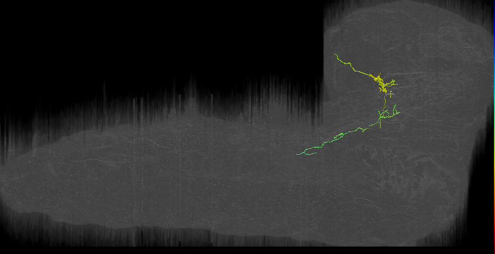 larval descending neuron to VNC