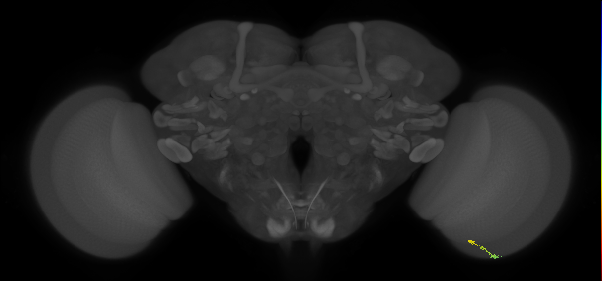 EM FAFB Zhao et al., 2023
