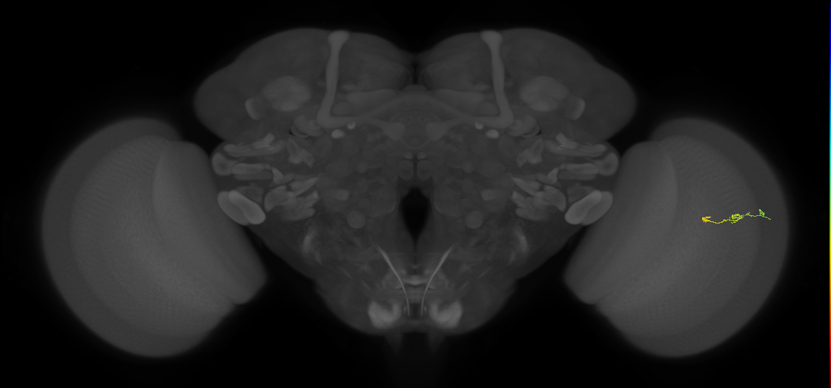 EM FAFB Zhao et al., 2023