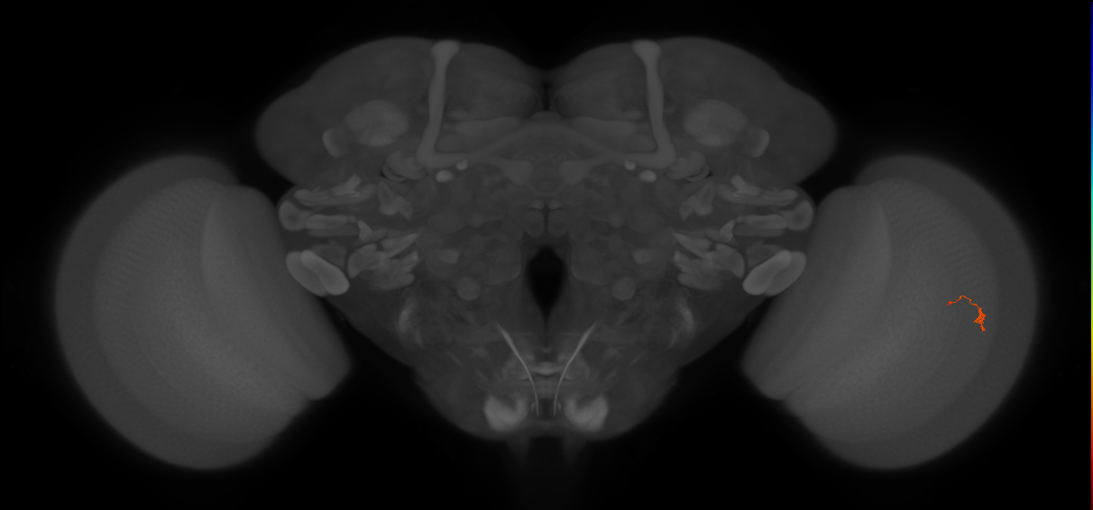 EM FAFB Zhao et al., 2023