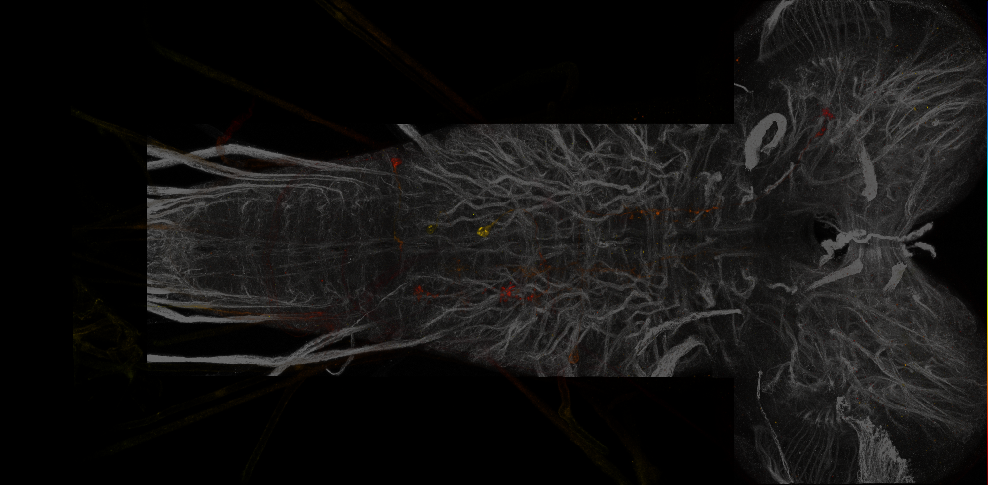 JRC_SS19734_L3CNS_A