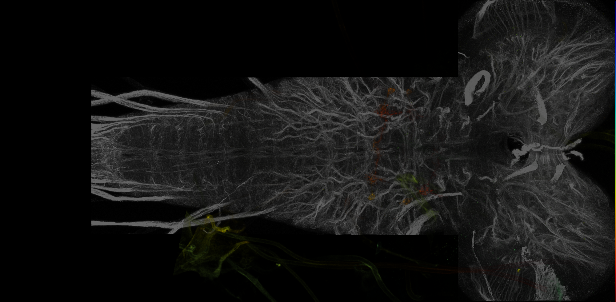 Split-GAL4 lines from Meissner et al., 2024
