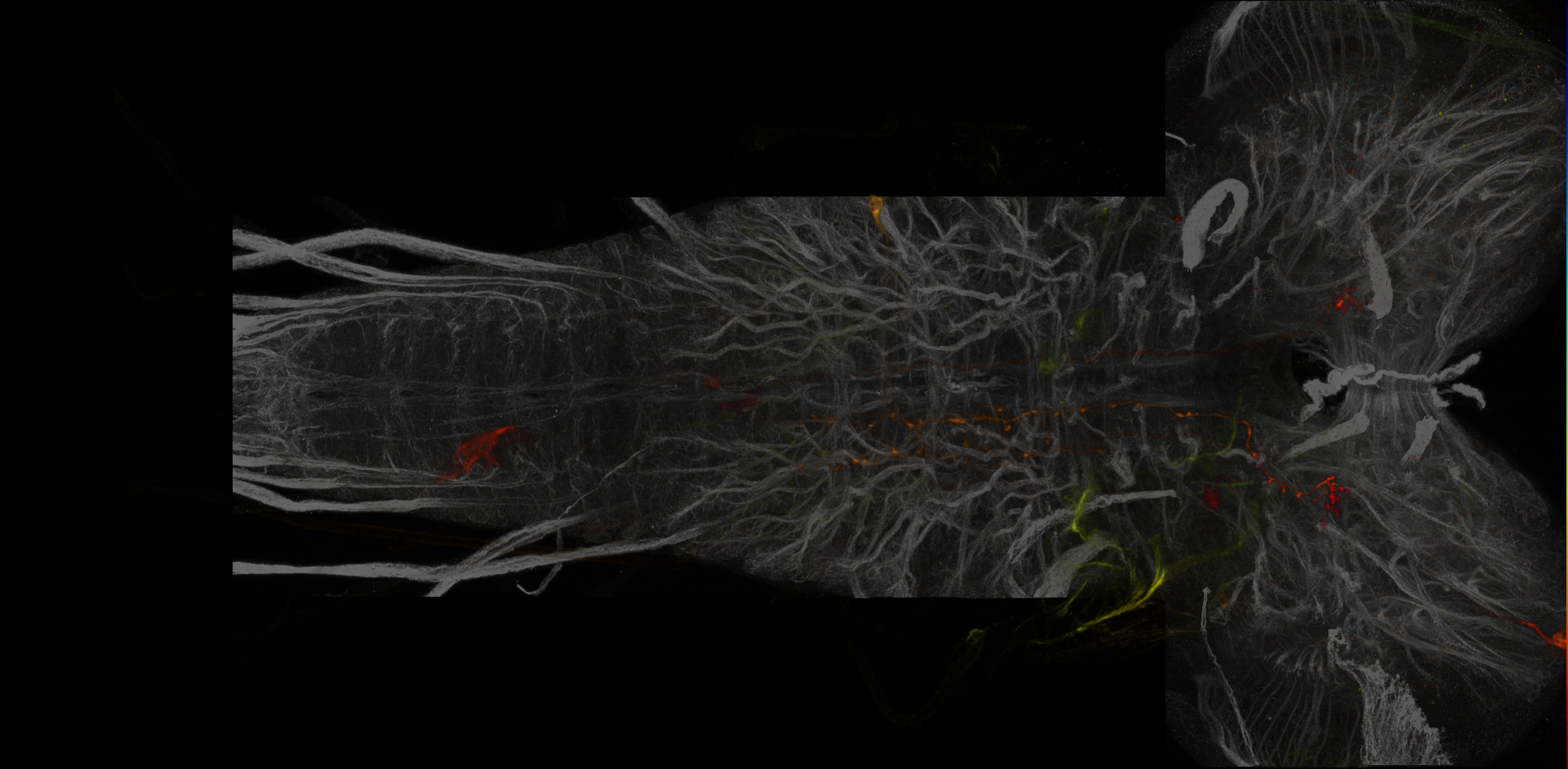 Split-GAL4 lines from Meissner et al., 2024