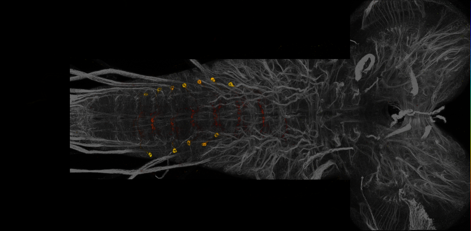 Split-GAL4 lines from Meissner et al., 2024