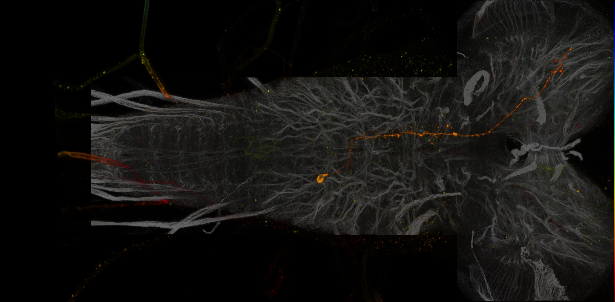 P{VT008133-GAL4.DBD} ∩ P{VT056765-p65.AD} expression pattern