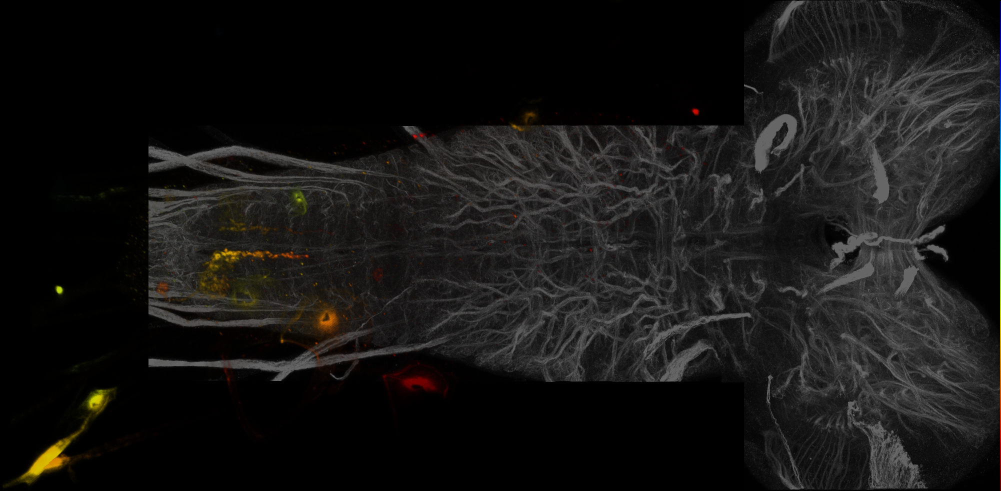 Split-GAL4 lines from Meissner et al., 2024