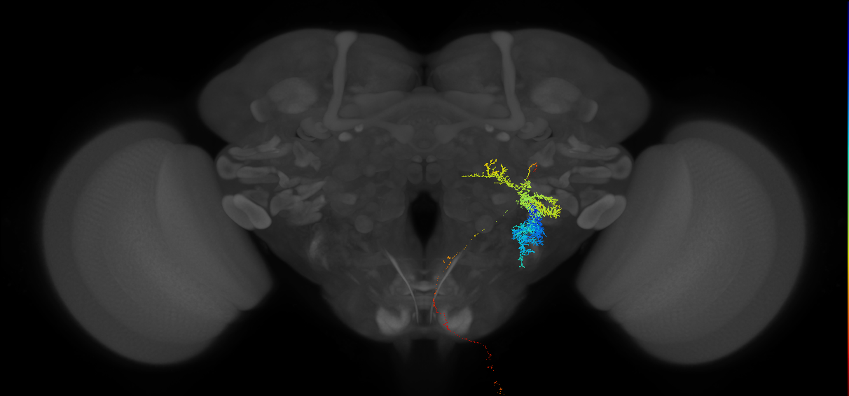 DNp01_R (FAFB:4947529)