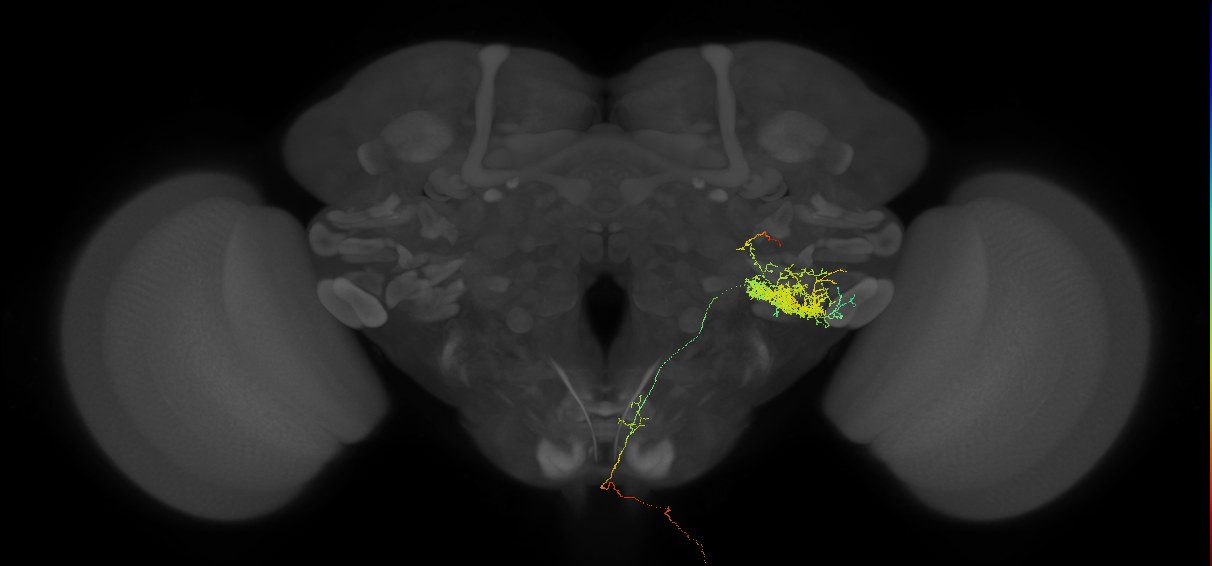 DNp04_R (FAFB:6958818)