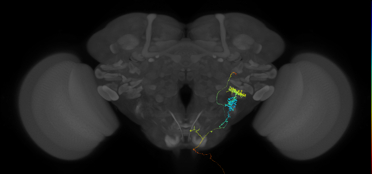 DNp02_R (FAFB:7138957)