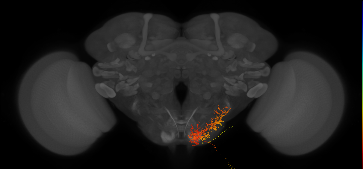 putative right CNMNx (FAFB:5218080)