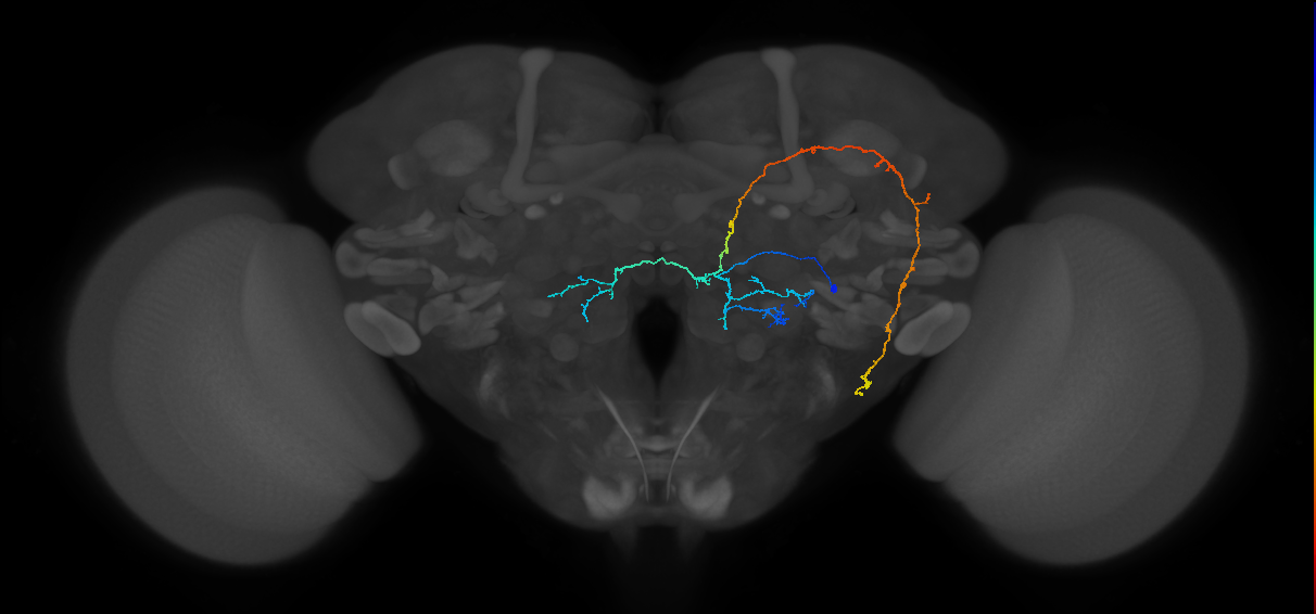 adult oligoglomerular antennal lobe projection neuron