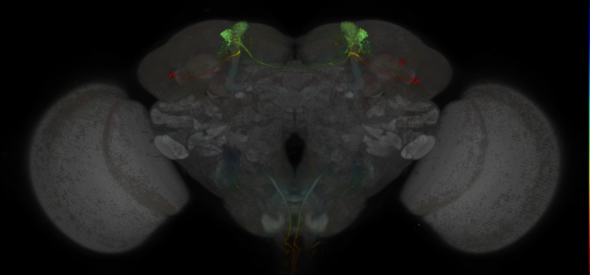 MBONs and split-GAL4 lines that target them (Aso2014)