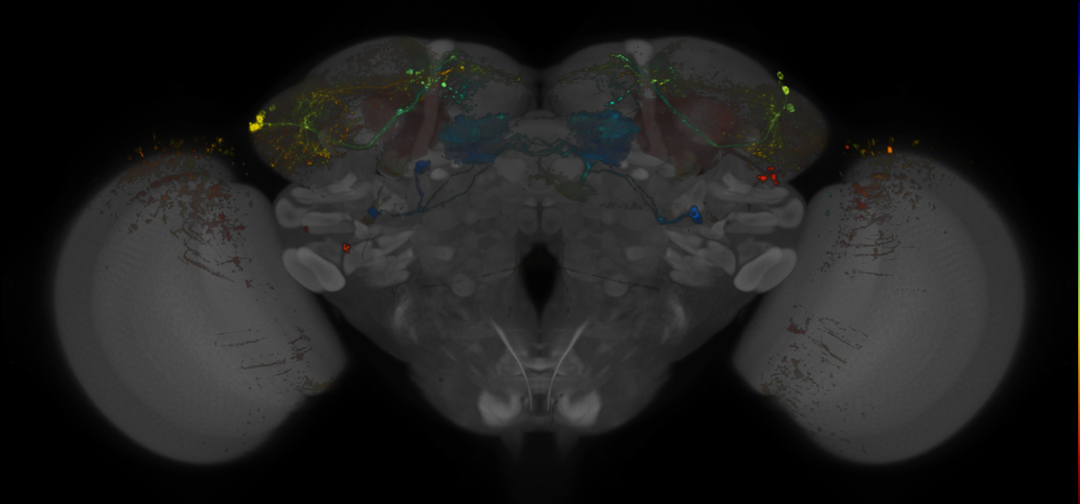 JRC_MB083C_Brain_20170531_31_H3_20x