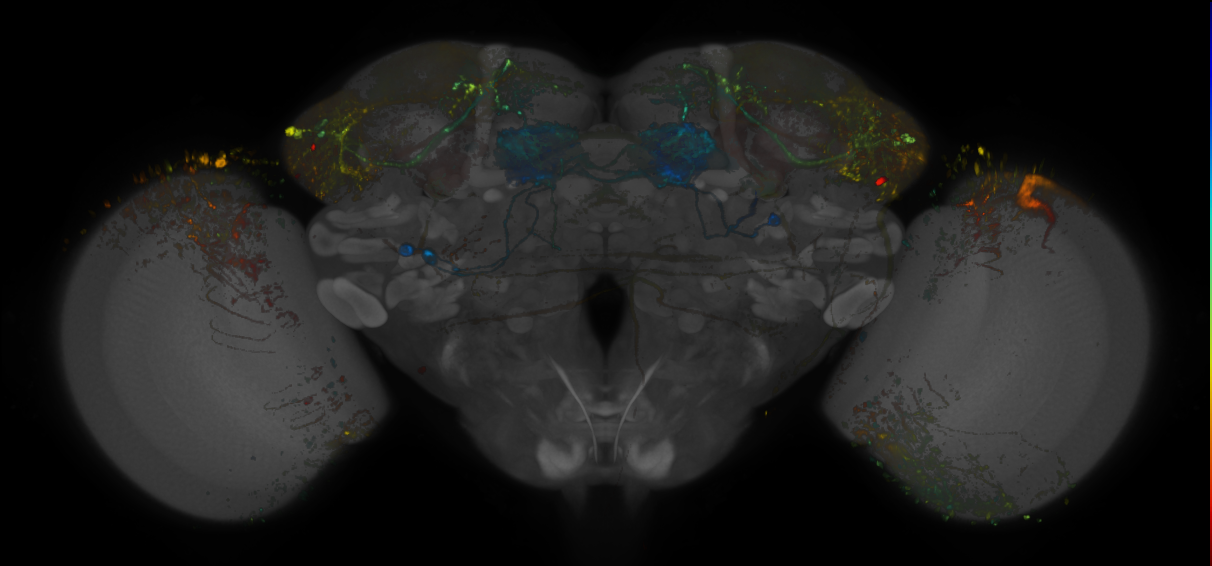 JRC_MB083C_Brain_20170531_31_H5_20x