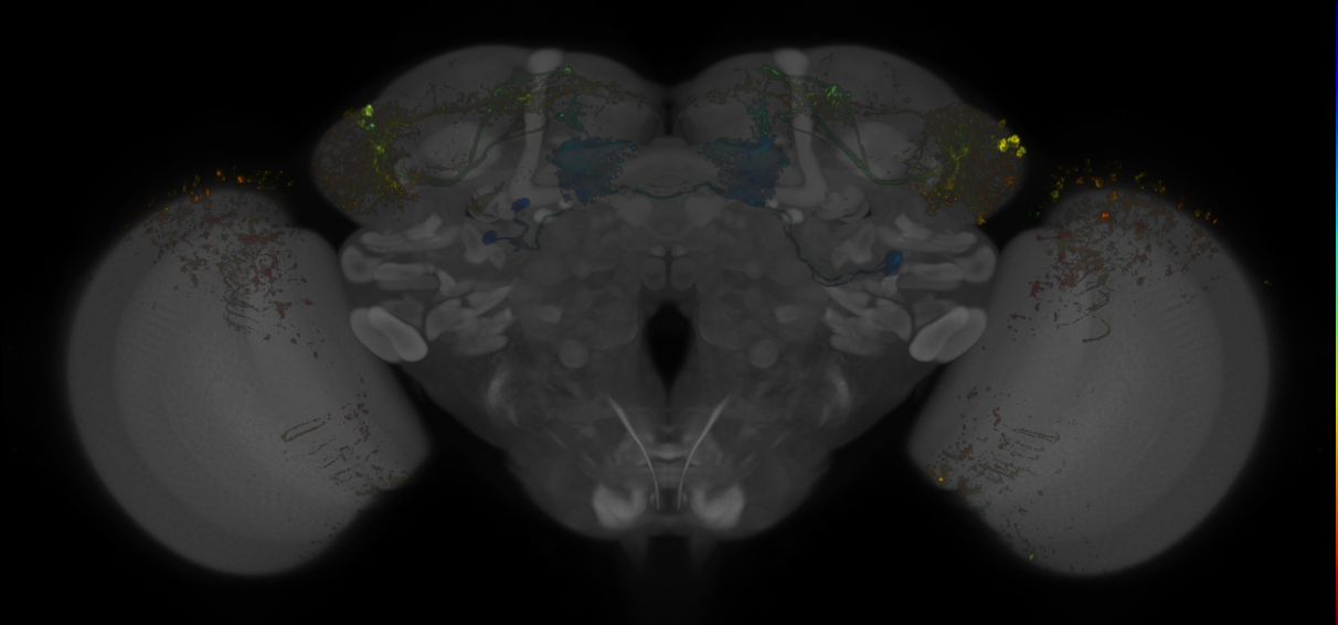 JRC_MB083C_Brain_20170531_31_H6_20x