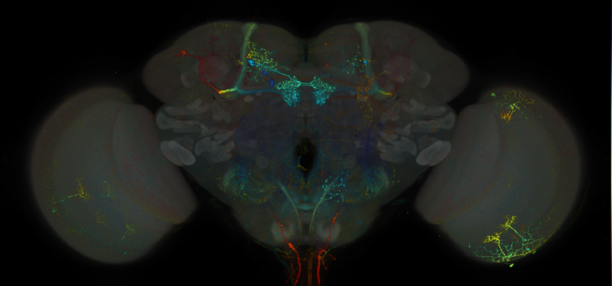 JRC_MB301B_Brain_20170829_33_C5_20x