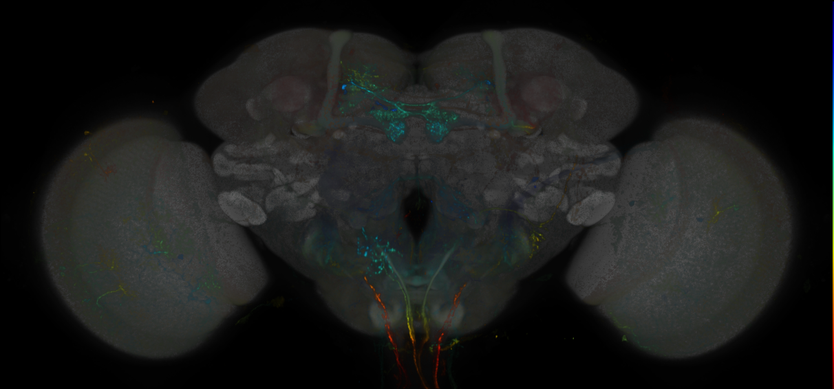 JRC_MB301B_Brain_20170829_33_D1_20x