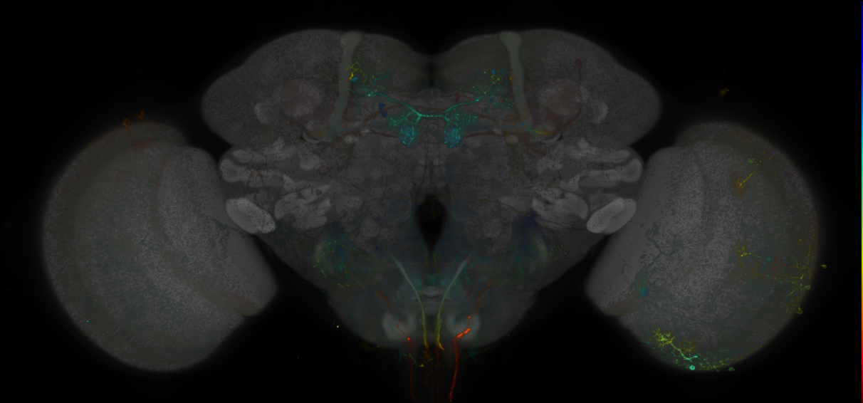 JRC_MB301B_Brain_20170829_33_D4_20x