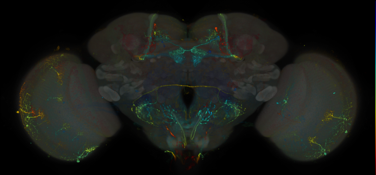 JRC_MB301B_Brain_20170829_33_D6_20x