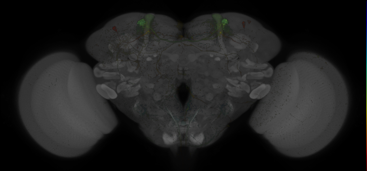 JRC_MB308B_Brain_20170829_33_E3_20x