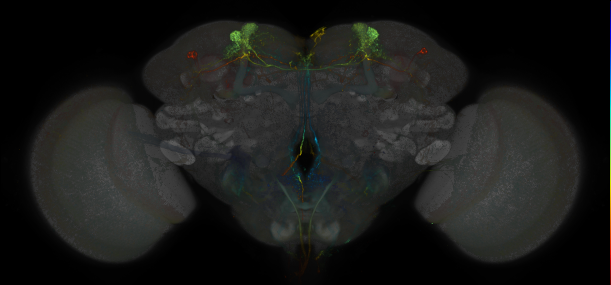 JRC_MB308B_Brain_20170829_33_F3_20x