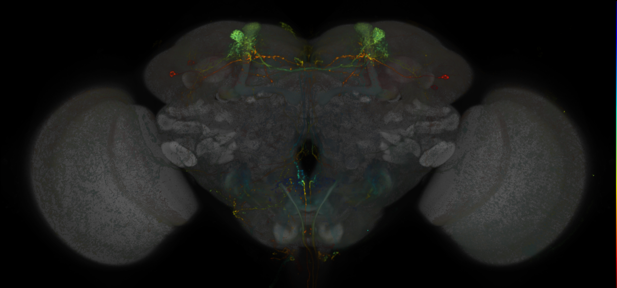 JRC_MB308B_Brain_20170829_33_F4_20x