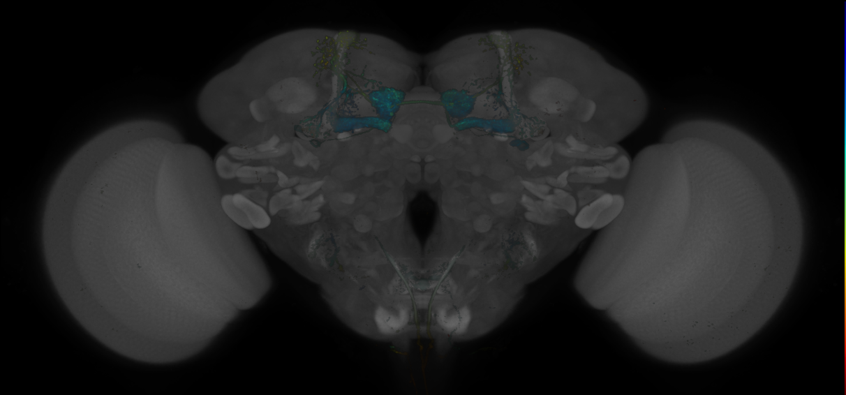JRC_MB434B_Brain_20170829_33_G1_20x
