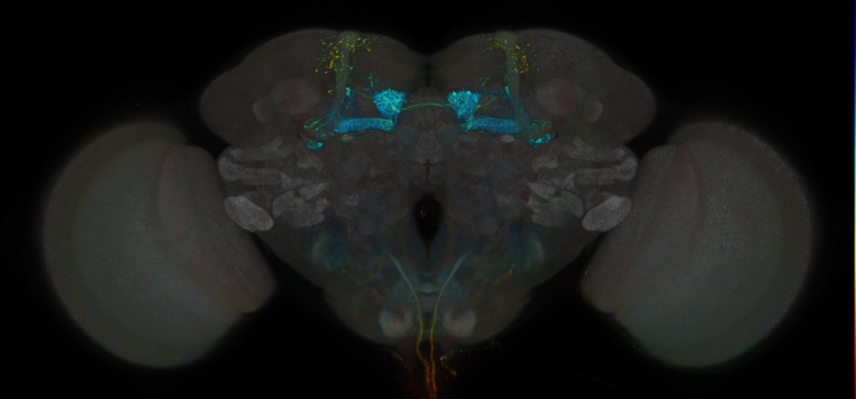 JRC_MB434B_Brain_20170829_33_G5_20x