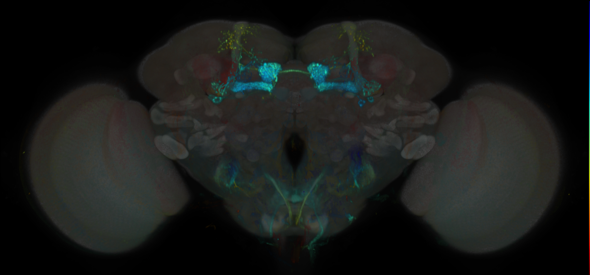 JRC_MB434B_Brain_20170829_33_G6_20x