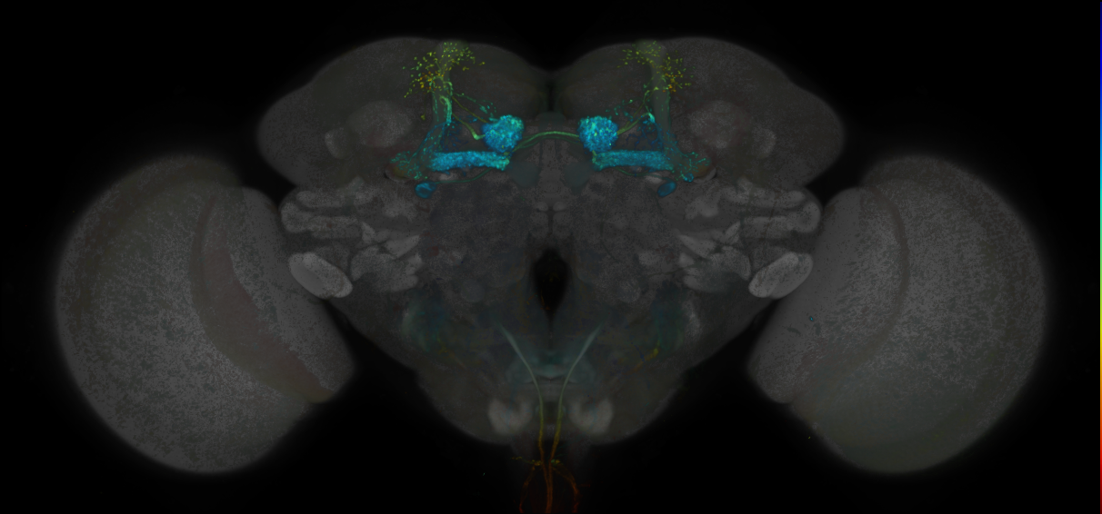 JRC_MB434B_Brain_20170829_33_H1_20x