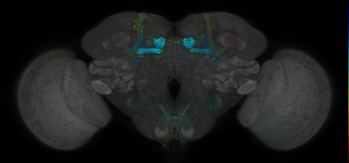 JRC_MB434B_Brain_20170829_33_H4_20x