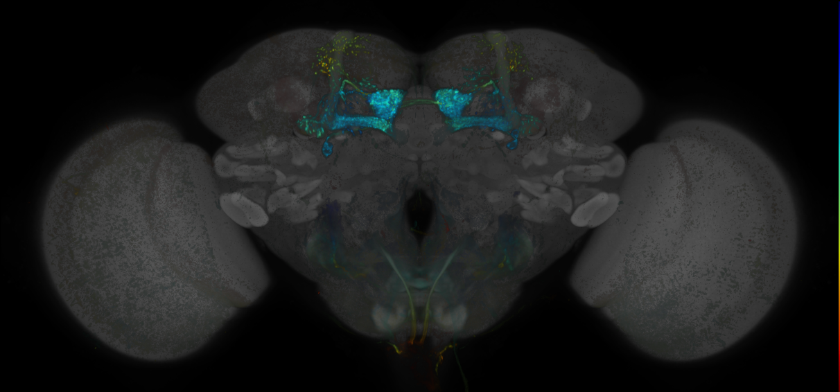 JRC_MB434B_Brain_20170829_33_H5_20x