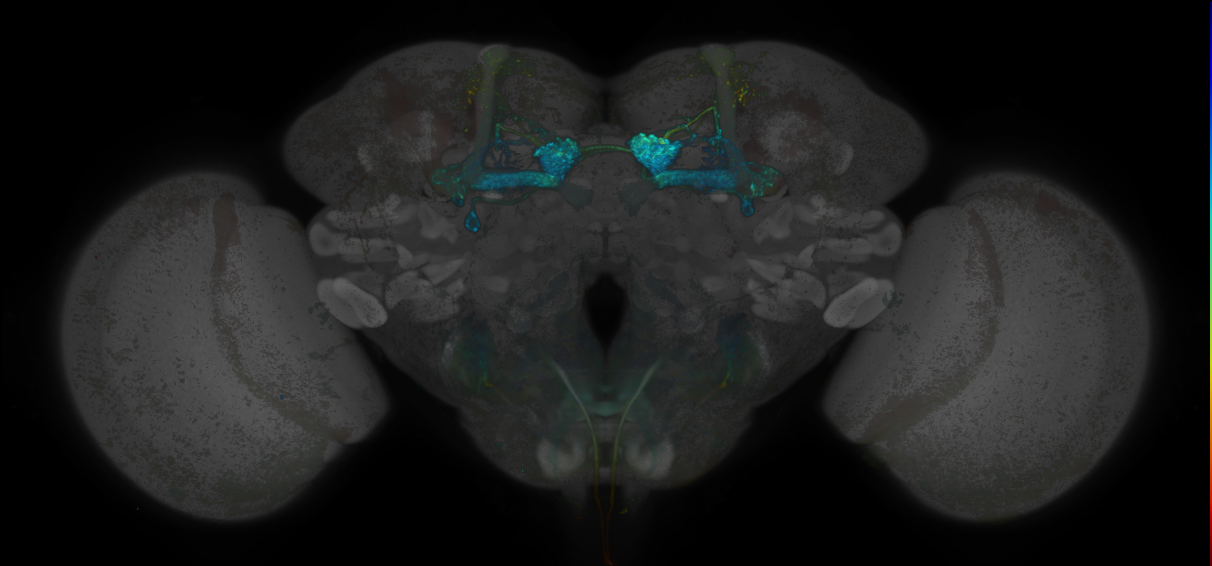 JRC_MB434B_Brain_20170829_33_H6_20x