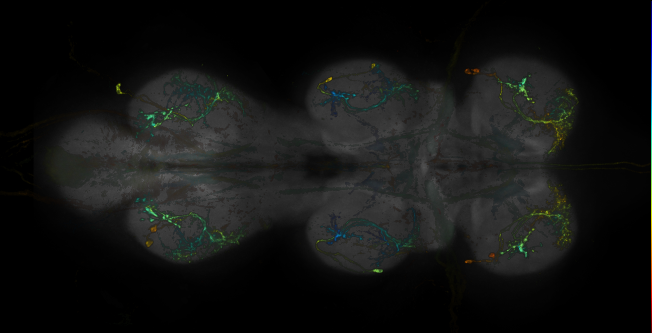 Split-GAL4 lines from Feng et al., 2020