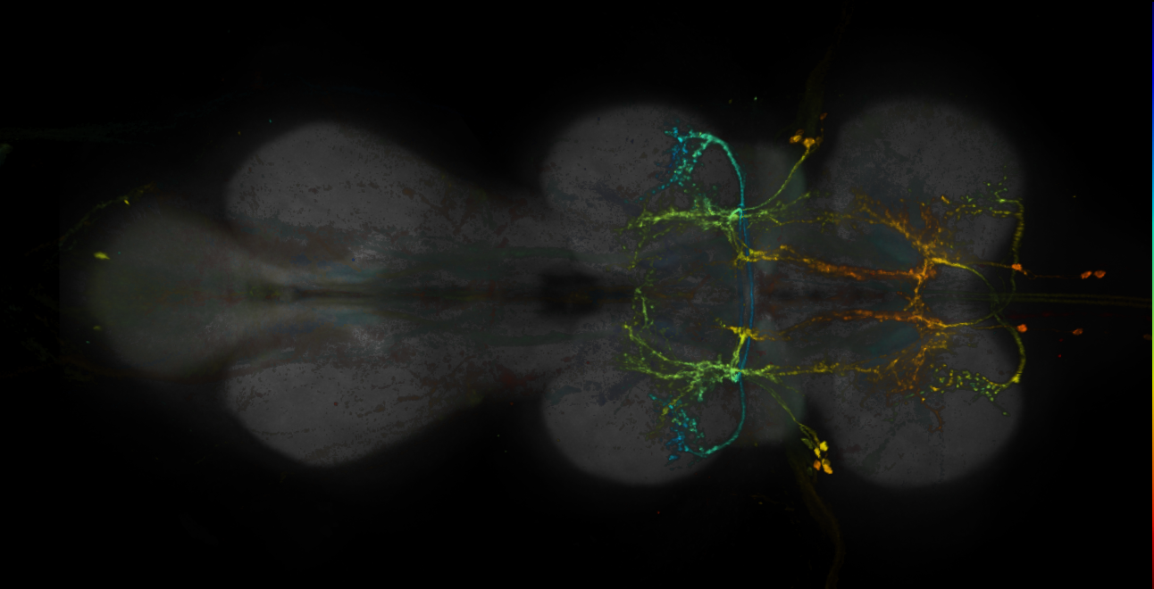 Split-GAL4 lines from Feng et al., 2020