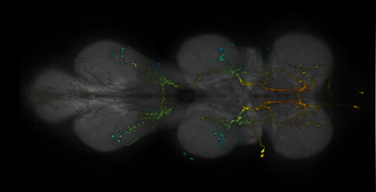 Split-GAL4 lines from Feng et al., 2020